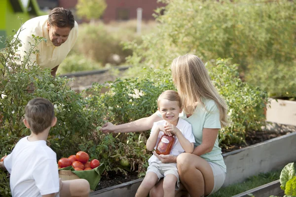 Gartenarbeit. Kaukasische Familie pflückt gemeinsam Gemüse — Stockfoto