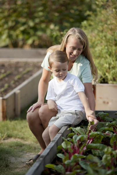 Jardinage. Mère caucasienne et fils cueillant des légumes ensemble — Photo