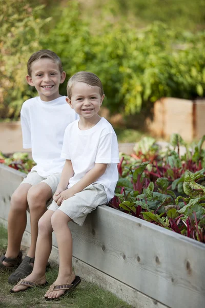 Gardening. Caucasian brothers picking vegetables together — Stock Photo, Image