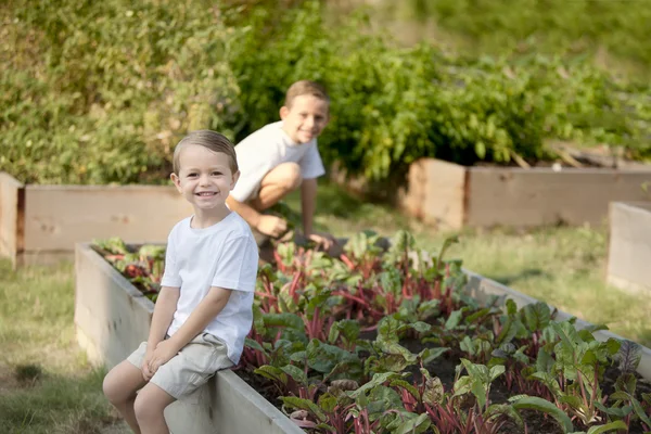 Jardinage. Frères caucasiens cueillant des légumes ensemble — Photo