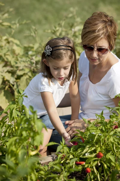 Jardinagem. Mãe branca e sua filha pegando pimentas — Fotografia de Stock