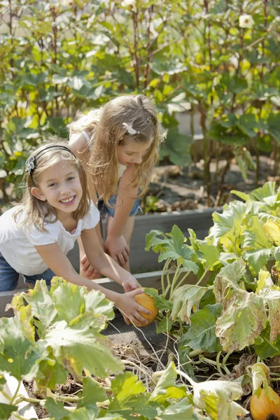 Trädgårdsarbete. kaukasiska systrar plocka pumpor tillsammans i en trädgård eller pumpkin patch — Stockfoto