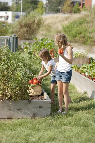 Jardinería. hermanas caucásicas recogiendo tomates juntos en un jardín — Foto de Stock