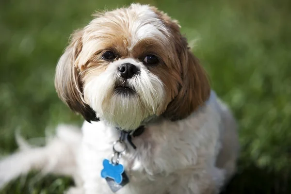 Shih tzu godendo il tempo all'aperto nell'erba — Foto Stock