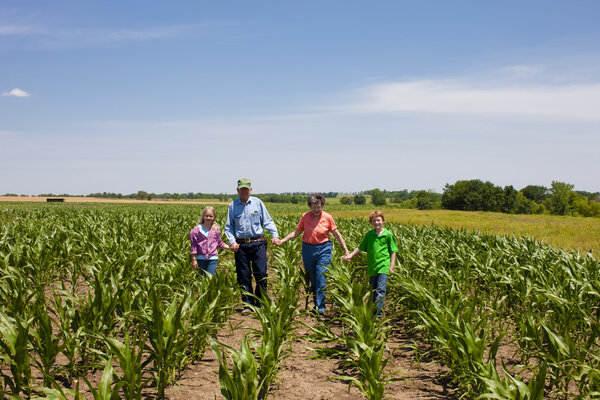 A proud hardworking midwestern grandmother and grandfather, farmers, stand with grandchildren in a field of corn