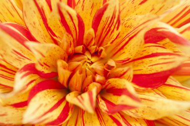 çiçek kadar yakın