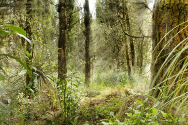 Ekoloji sahne. Orman