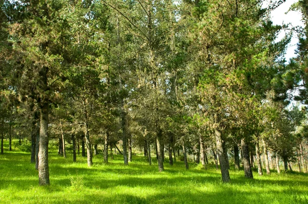 Ökologie-Szene. Wald — Stockfoto