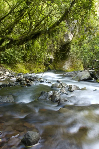 Flux fluvial. Scène écologique — Photo