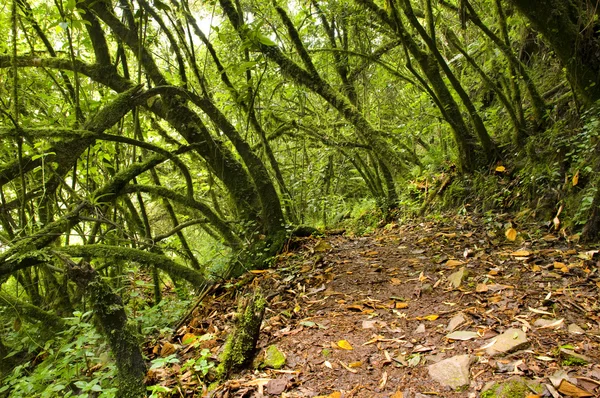 Ökologie-Szene. Wald — Stockfoto