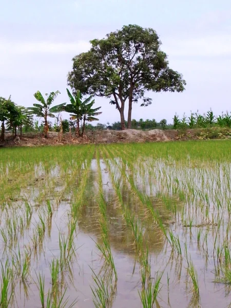 Rice field — Stock Photo, Image