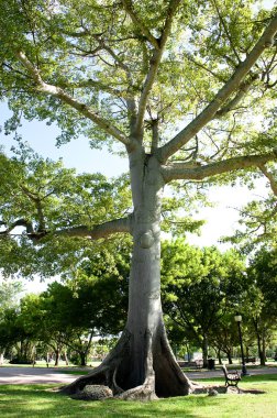 büyük ağaç parkta taze yeşil yaprakları ile