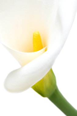 Beyaz arka plan üzerinde güzel izole calla