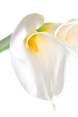 Beyaz arka plan üzerinde güzel izole calla