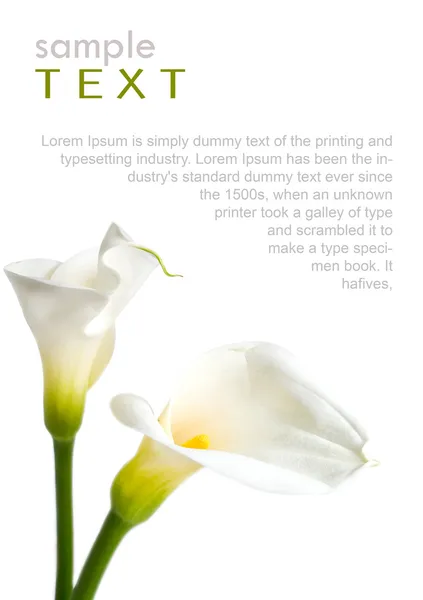 Beautiful isolated calla over white background with copy space — Stock Photo, Image