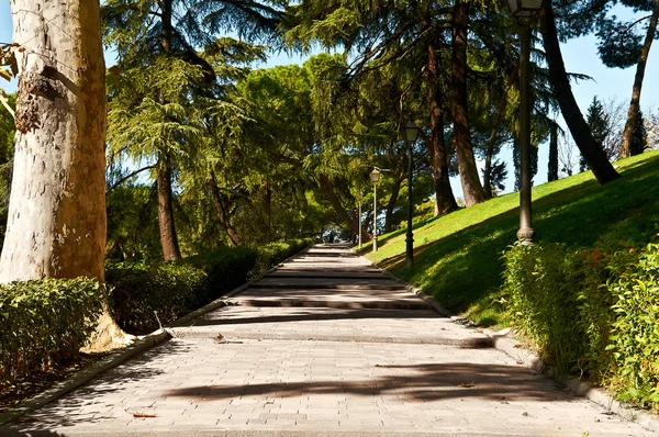 Road at the park with trees and grass — Stock Photo, Image