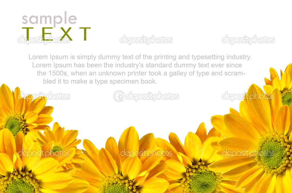 Isolated yellow flowers with copy space