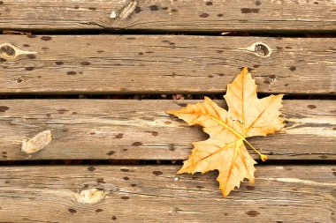 sonbahar yaprakları ve ahşap