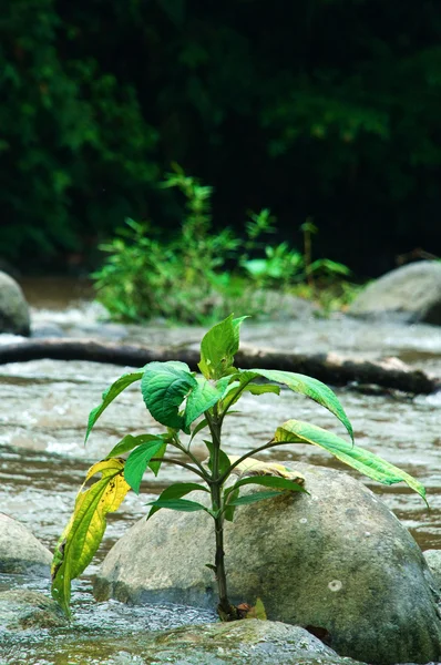 Plante sur la rivière — Photo