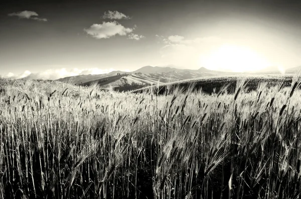 Paisagem. Campo de trigo — Fotografia de Stock