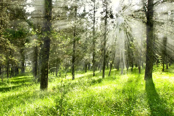 Ökologischer Landschaft.Wald — Stockfoto