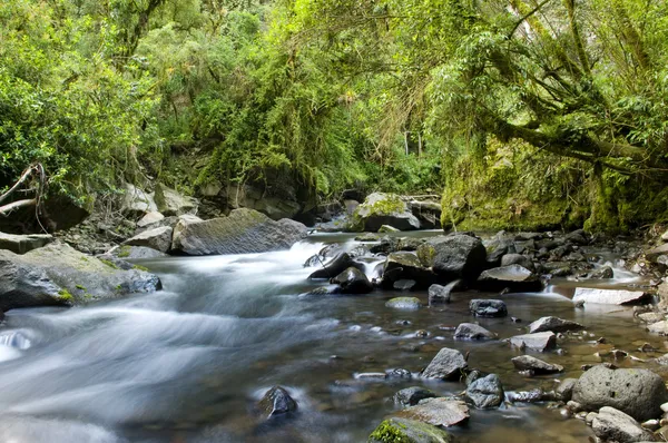 Ecology scene. river flow — Stock Photo, Image