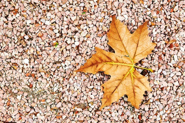 Autumn leaves and stones — Stock Photo, Image