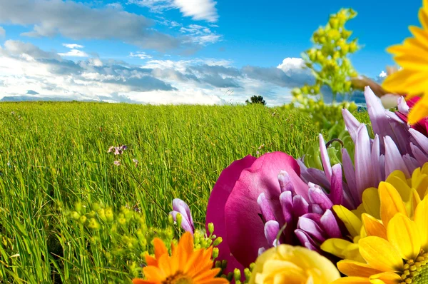 Featured image of post Paisagens Lindas Da Natureza Com Flores Shop plantas e flores artificiais