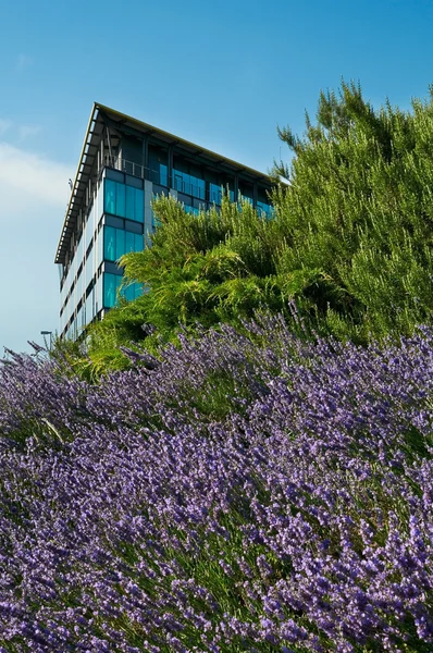 Detalle moderno del edificio de oficinas y naturaleza — Foto de Stock