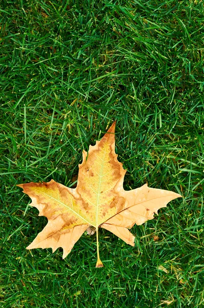 The last autumn leaf — Stock Photo, Image