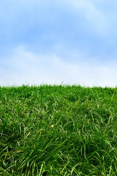 Gras und Himmel — Stockfoto