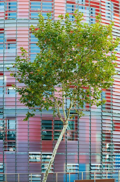 Concept d'entreprise écologique : arbre et immeuble de bureaux — Photo
