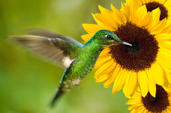 hummingbird feeding from sunflower