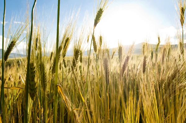 Landschap van de Andes — Stockfoto