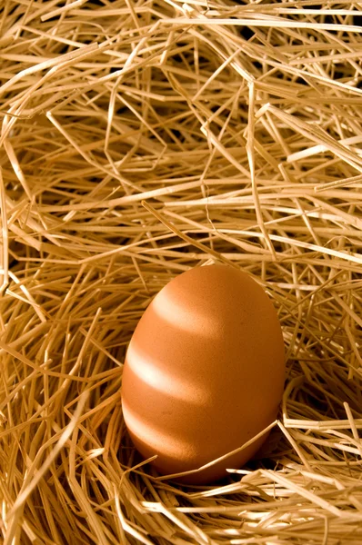Egg in farm straw, early light — Stock Photo, Image