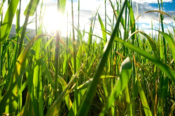 Hierba verde en un día soleado y cielo azul —  Fotos de Stock