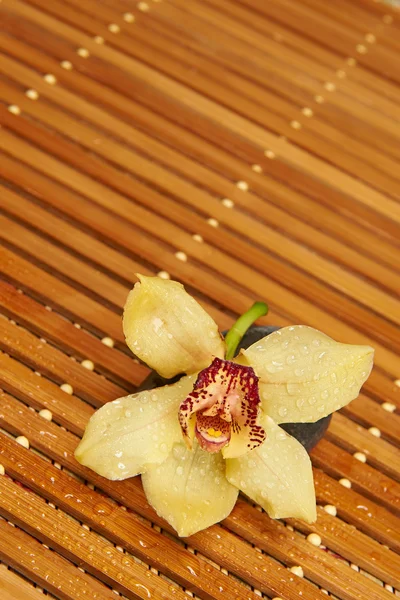 Spa Still Life. Orquídea e madeira — Fotografia de Stock