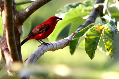 Brezilyalı tanager cecropia ağaca tünemiş