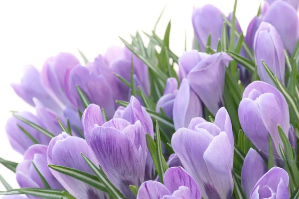 ilkbaharda mor Çiğdem çiçeği