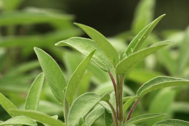 Adaçayı yaprakları (Salvia officinalis)