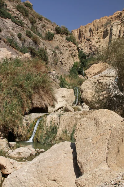 tr gedi, çöl oasis dead sea region içinde