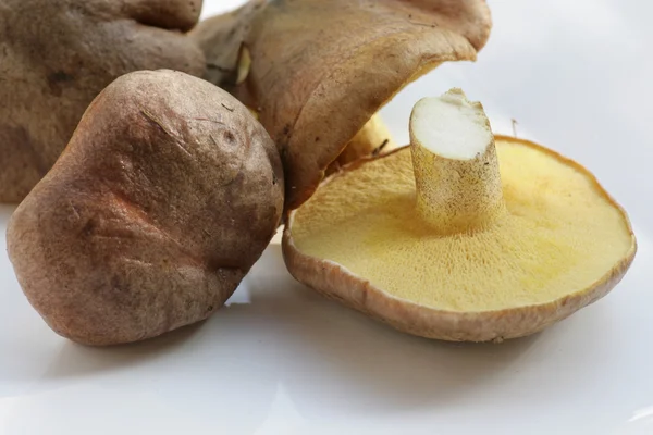 taze tereyağı mantar,