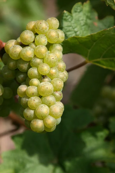 üzüm moselle, Almanya tarafından