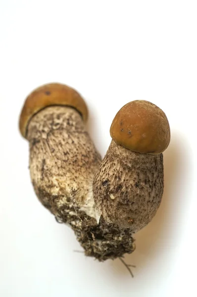 Birch mushroom (Leccinum versipelle) — Stock Photo, Image