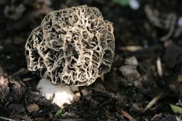 Morel mushroom in nature — Stock Photo, Image