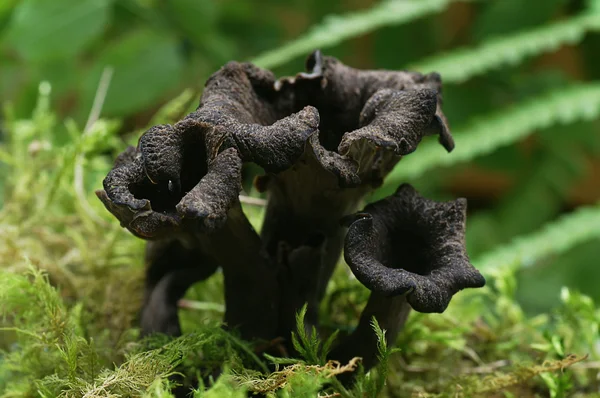 craterellus cornucopioides - siyah yenilebilir mantar