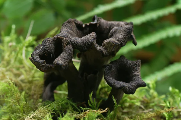 Craterellus cornucopioides - černé houby jedlé Stock Obrázky