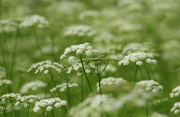 Bischofskraut auf der Wiese, — Stockfoto