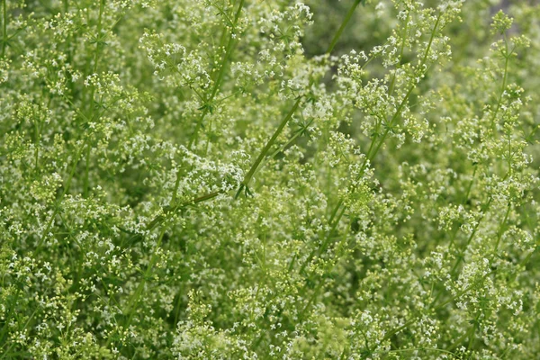 Çayırda yoğurtotu