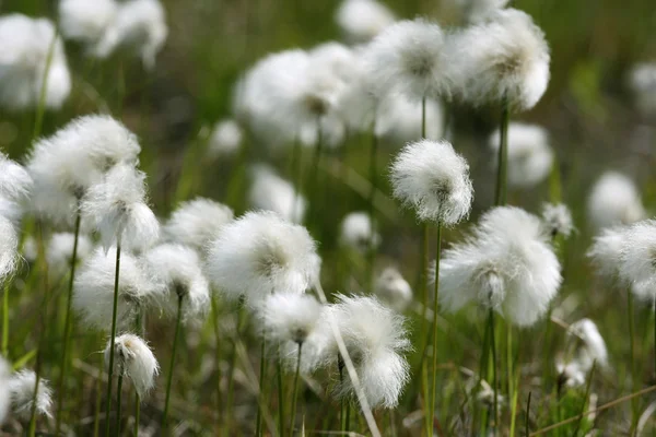 Цветущая полевая хлопковая трава — стоковое фото